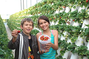 Strawberry Vines at Ricardoes Tomatoes